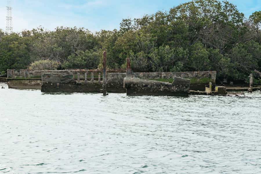 Port Adelaide: Dolphin and Ships Graveyard Cruise - Best day to go: getting the most out of a short wildlife window