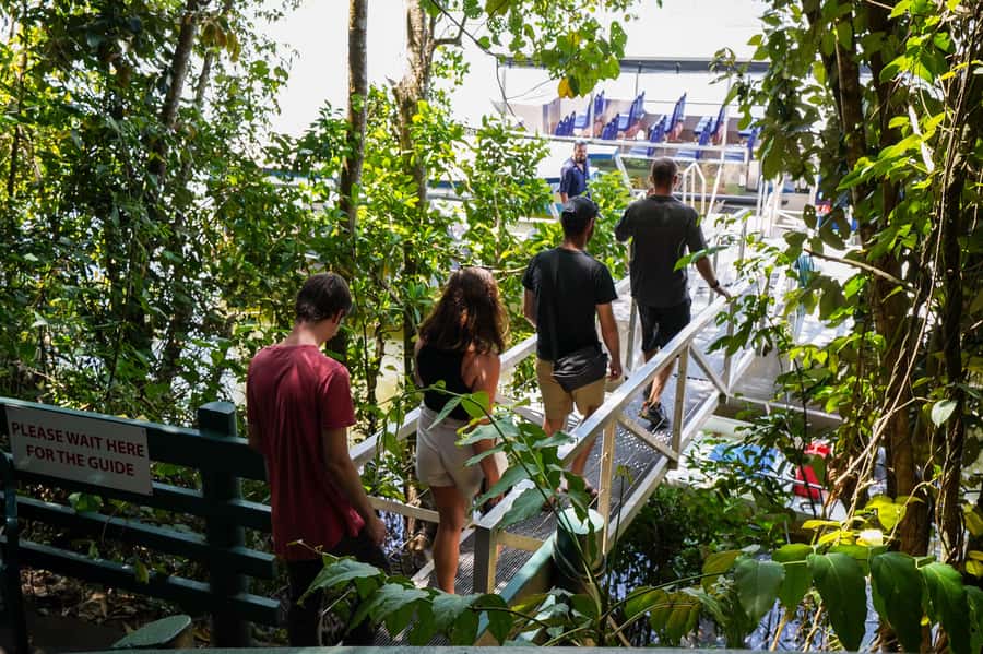 Port Douglas: Best of Daintree Rainforest Day Tour - Daintree Boardwalk walk: easy steps, real rainforest understanding