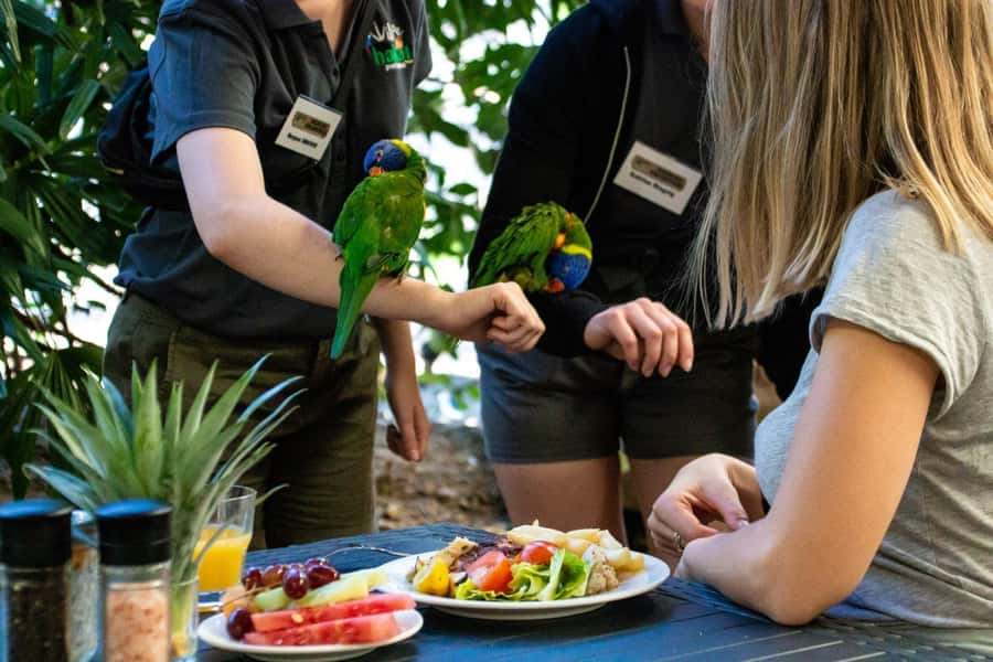 Port Douglas: Breakfast with the Birds - Key things I’d circle before you go