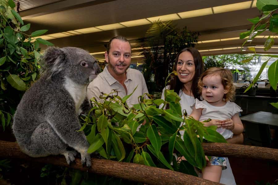 Port Douglas: Breakfast with the Birds - The koala photo session discount: plan your camera moment
