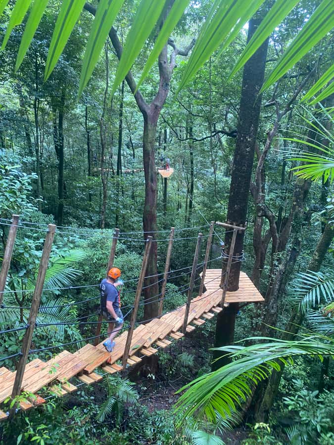Port Douglas: Daintree National Park Tour, Cruise, & Zipline - Cape Tribulation Beach Walk: Rainforest Meets the Reef