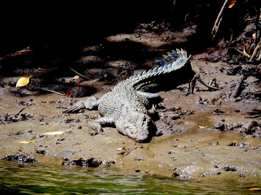 Port Douglas: Daintree Rainforest and Cape Tribulation Tour - Key highlights you should know