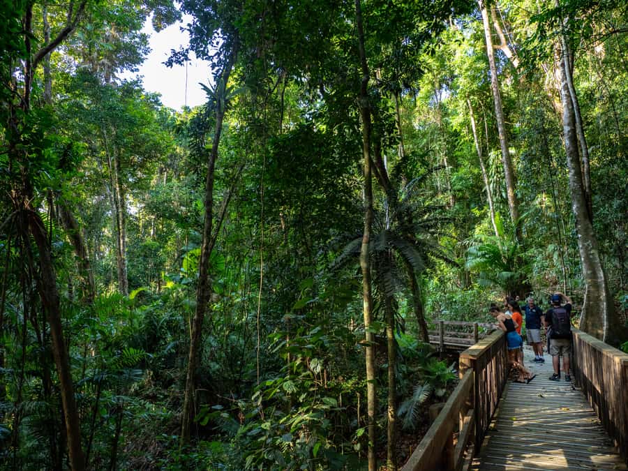 Port Douglas: Daintree Rainforest and Cape Tribulation Tour - What to bring (and what to skip) so the day feels easy