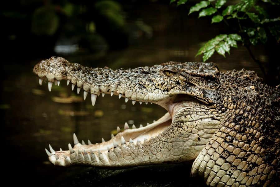 Port Douglas: Daintree Rainforest and Mossman Gorge Tour - Key things I’d prioritize on this Daintree day