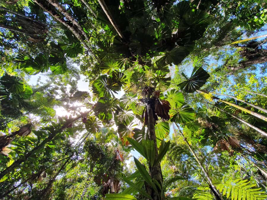 Port Douglas: Daintree Rainforest and Mossman Gorge Tour - Noah Valley World Heritage: the private-property heart of the day