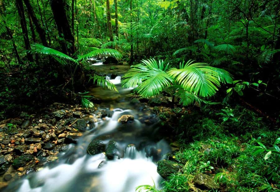 Port Douglas: Daintree Rainforest and Mossman Gorge Tour - Gateway to Paradise: walking the line between ancient and alive