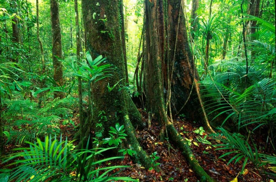 Port Douglas: Daintree Rainforest and Mossman Gorge Tour - Price and value: is $187 per person worth it?