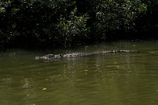 Port Douglas & Daintree Tour for Cruise Ship Passenger - Port Douglas return: built-in time buffer for your ship