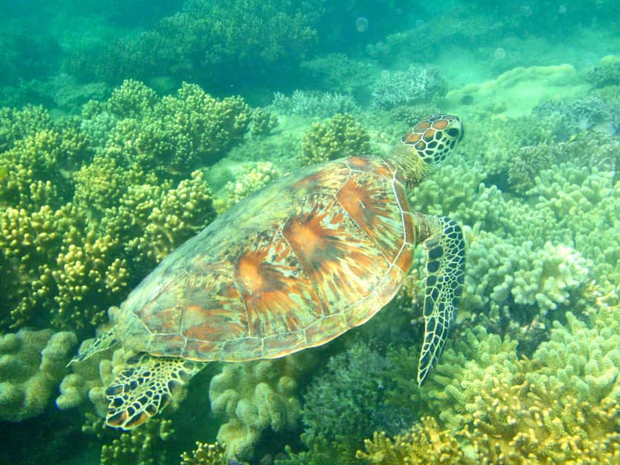 Port Douglas: Half-Day Low Island and Lagoon Snorkeling Tour - The speedboat to Low Isles: the part that makes the day feel short