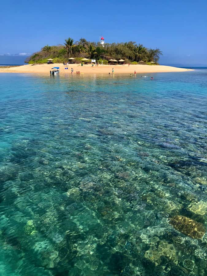Port Douglas: Half-Day Low Island and Lagoon Snorkeling Tour - Beach snorkeling off Low Isles: gear, suit choice, and what you should expect to see
