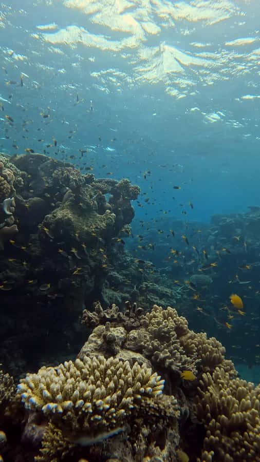 Port Douglas: Half Day Outer Reef Snorkelling Tour - Outer Reef snorkelling from Port Douglas: the value in the time