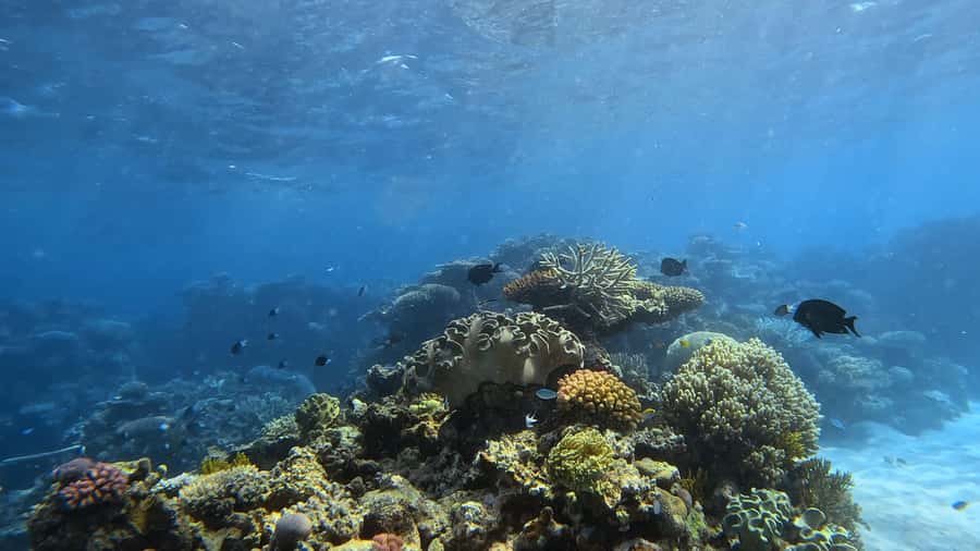 Port Douglas: Half Day Outer Reef Snorkelling Tour - Snorkelling on the Outer Reef: what 90 minutes really feels like