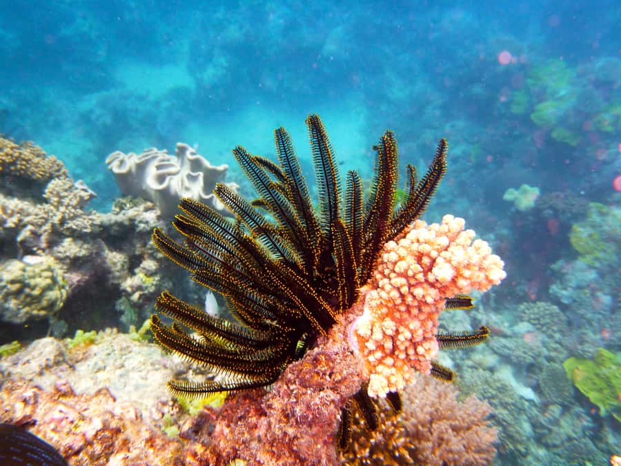 Port Douglas: Half Day Outer Reef Snorkelling Tour - Who this tour suits best (and who should skip it)