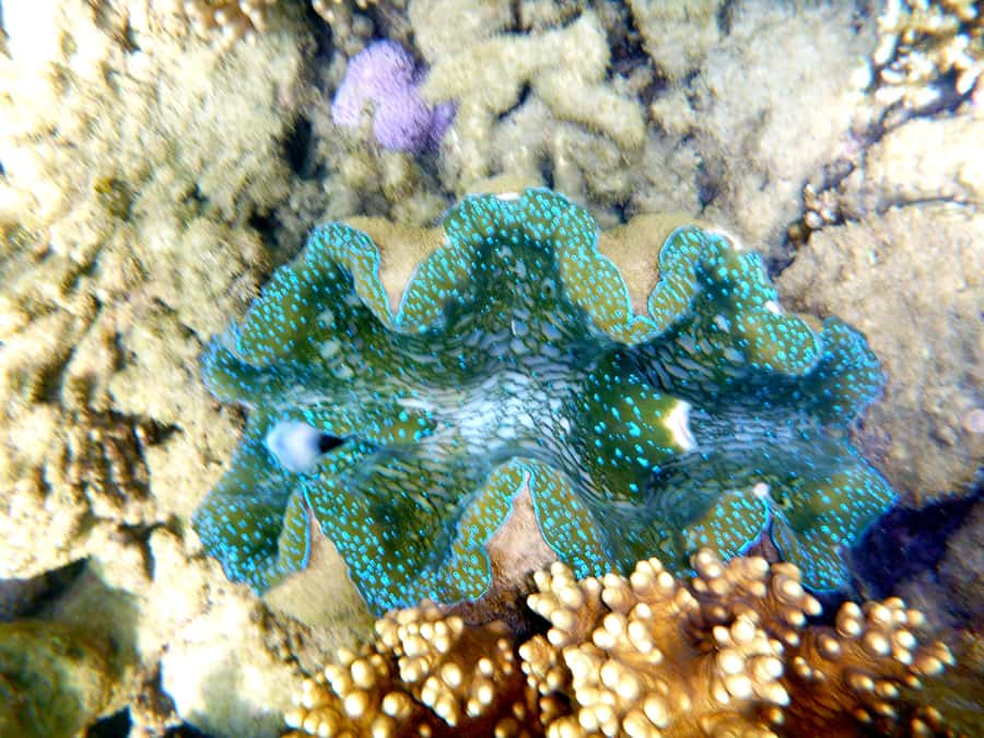 Port Douglas: Half Day Outer Reef Snorkelling Tour - My booking advice: when to choose this Outer Reef option