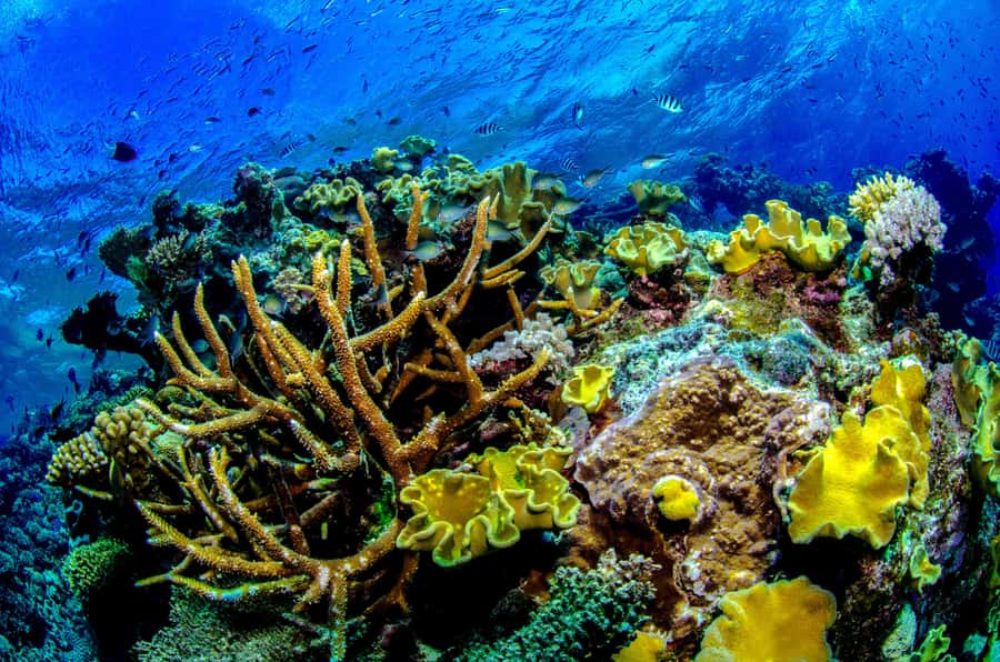 Port Douglas: Just 12 Passengers Guided Snorkel Reef Cruise - Two reef sites, timed for conditions, with wildlife you can actually look for