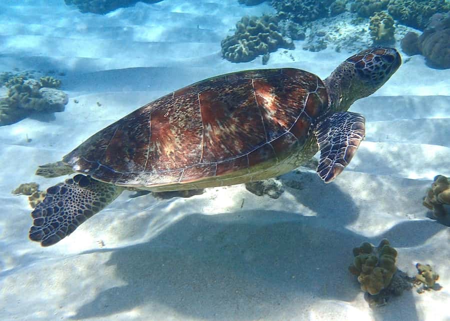 Port Douglas: Low Isles Afternoon Cruise on Luxury Catamaran - Key Things I’d Plan Around