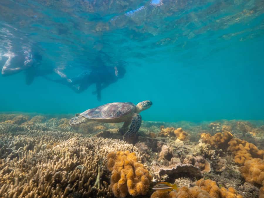 Port Douglas: Low Isles Glass Bottom Boat & Snorkeling Tour - Wildlife spotting: birds, turtles, and when to look up