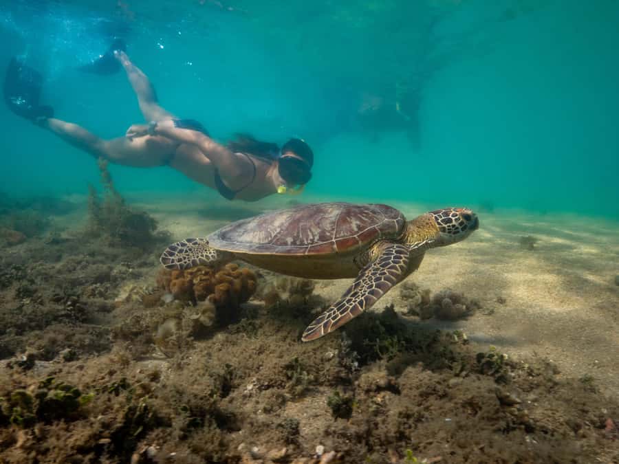 Port Douglas: Low Isles Glass Bottom Boat & Snorkeling Tour - Logistics that matter: timing, group size, and onboard rules