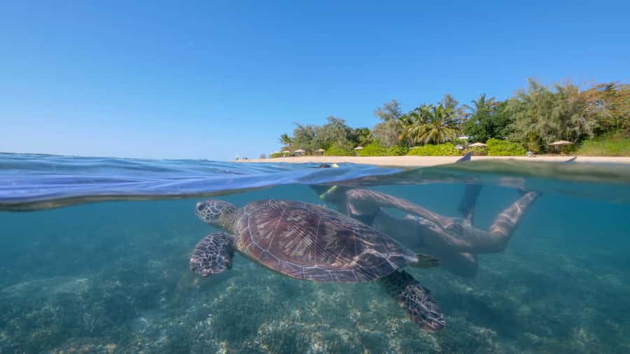 Port Douglas: Low Isles Glass Bottom Boat & Snorkeling Tour - The glass-bottom boat: how to enjoy the reef before you snorkel