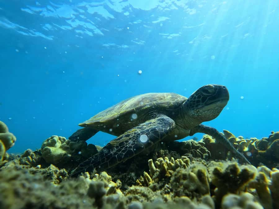 Port Douglas: Low Isles Reef Snorkeling Tour - Key highlights that matter before you book