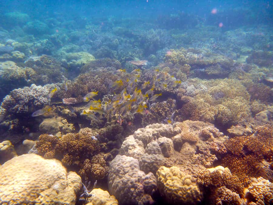Port Douglas: Low Isles Reef Snorkeling Tour - Snorkeling at the exclusive mooring: how the water time really works