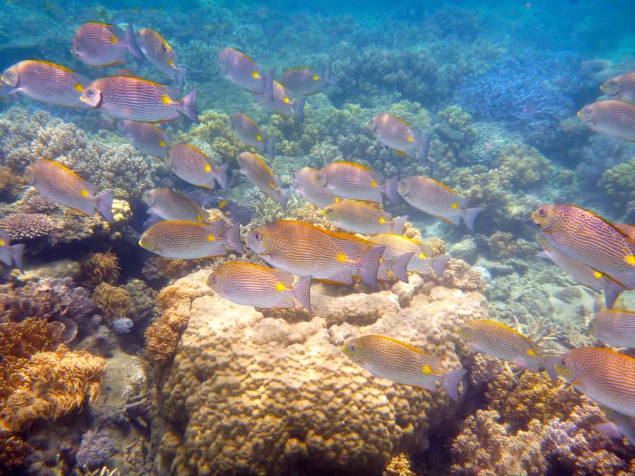 Port Douglas: Low Isles Reef Snorkeling Tour - Who this tour is best for (and who should skip it)