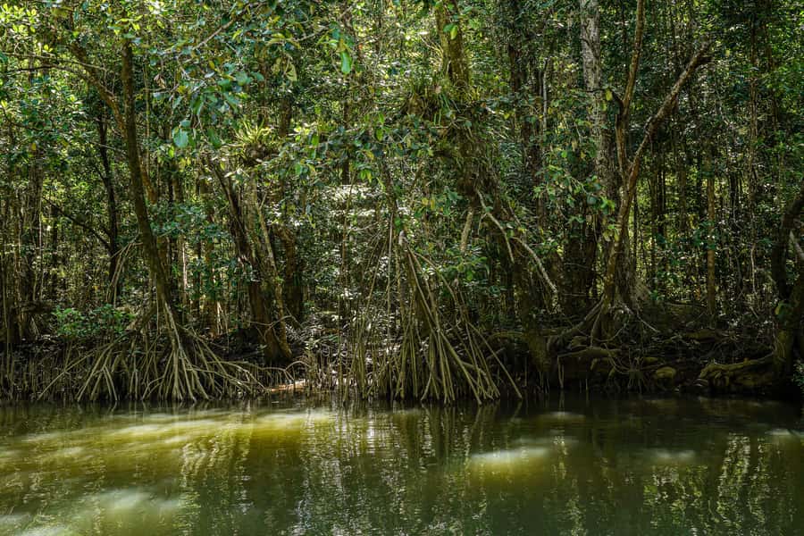 Port Douglas: Morning Daintree Tour w/ Wildlife Cruise - Mossman Gorge Guided Walk: A Boardwalk With a Purpose