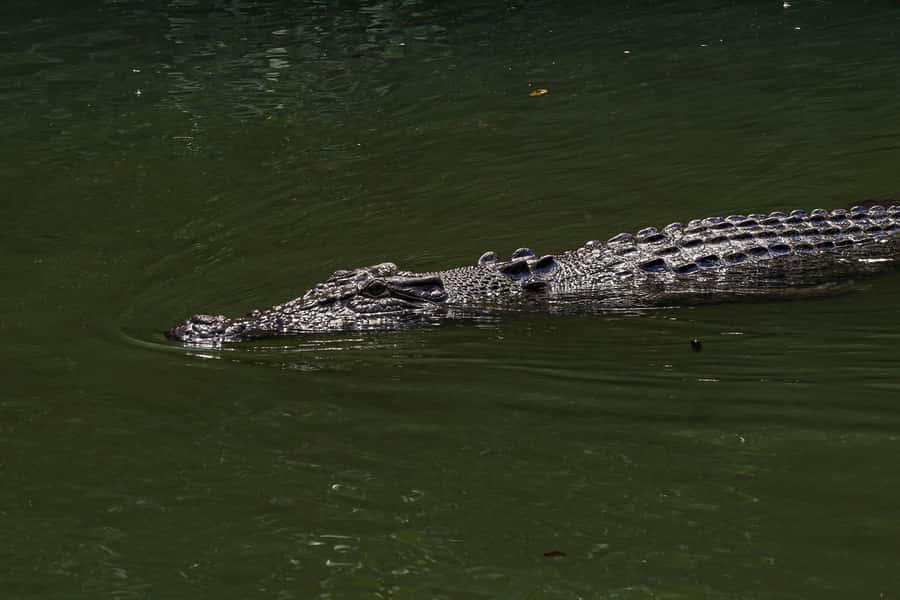 Port Douglas: Morning Daintree Tour w/ Wildlife Cruise - Guide Quality and the Wildlife Hunt: Why People Love It