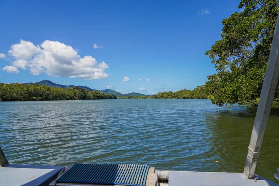 Port Douglas: Morning Daintree Tour w/ Wildlife Cruise - Who This Tour Suits Best (and Who Should Skip It)