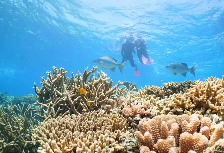 Port Douglas: Outer Barrier Reef Cruise & 10 Min Helicopter - The 10-minute helicopter flight: magic, but think about your priorities