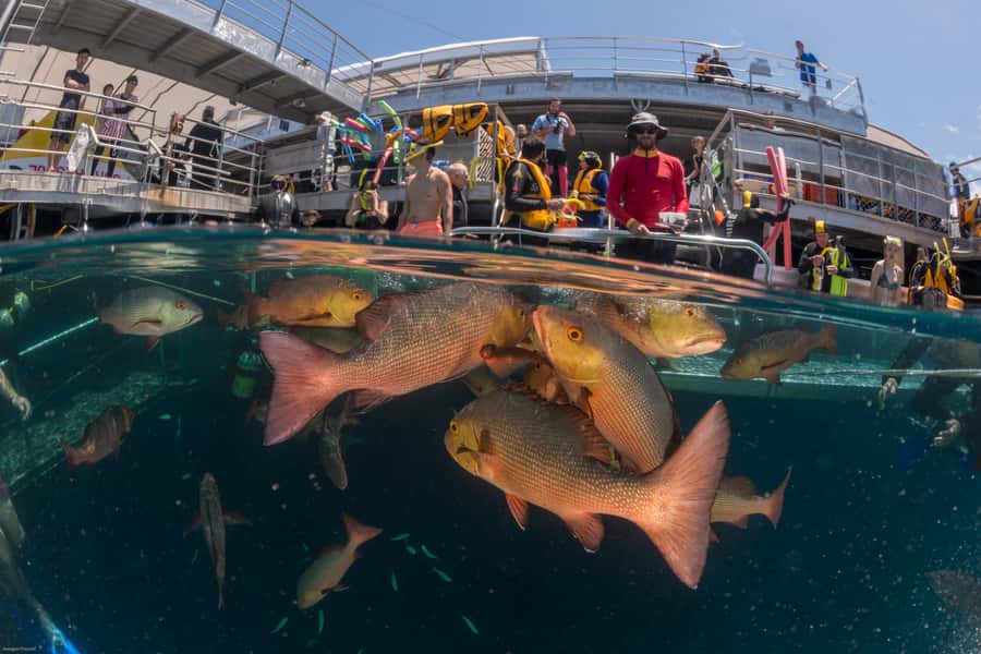 Port Douglas: Outer Barrier Reef Cruise & 10 Min Helicopter - Who this tour suits best in real life