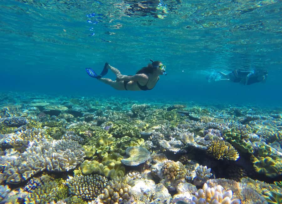 Port Douglas: Outer Barrier Reef Snorkel and Dive Options - From Hotel Pickup to Crystalbrook Marina: Your Day’s Setup