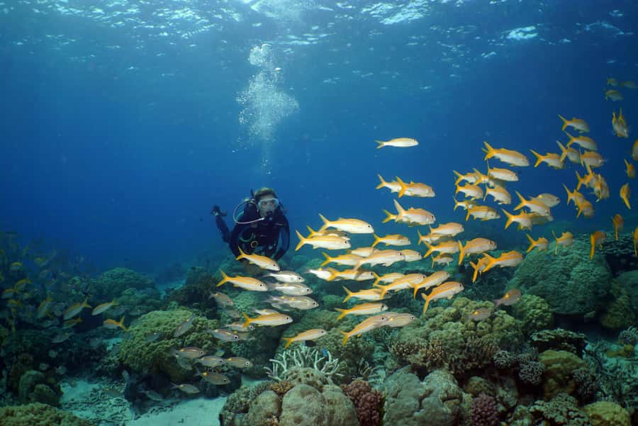 Port Douglas: Poseidon Outer Barrier Reef Dive and Snorkel - Key points worth planning around