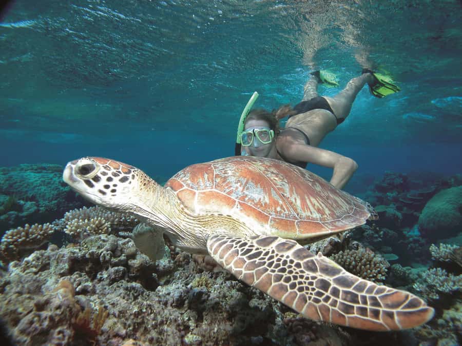 Port Douglas: Reef & Low Isles Cruise on Luxury Catamaran - Snorkelling with a marine naturalist: gear, instruction, and what to expect in-water