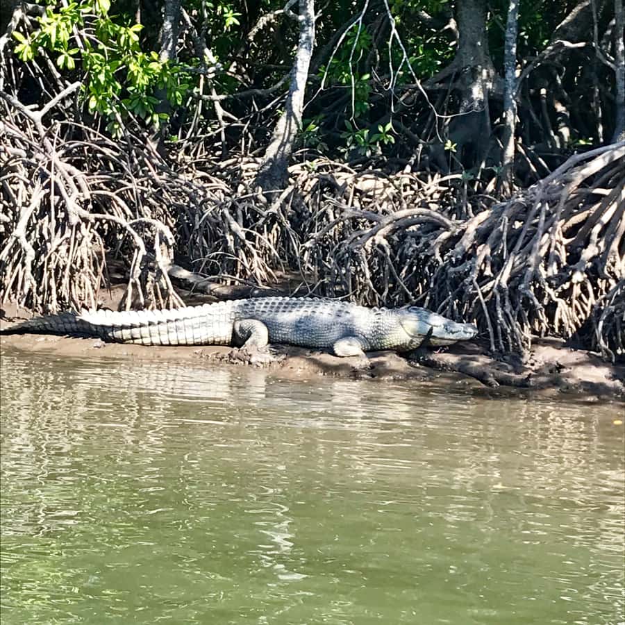 Port Douglas: River Cruise, Crocodile Spotting, Drink/ Snack - Skipper Commentary: Why the Stories Are Part of the Value