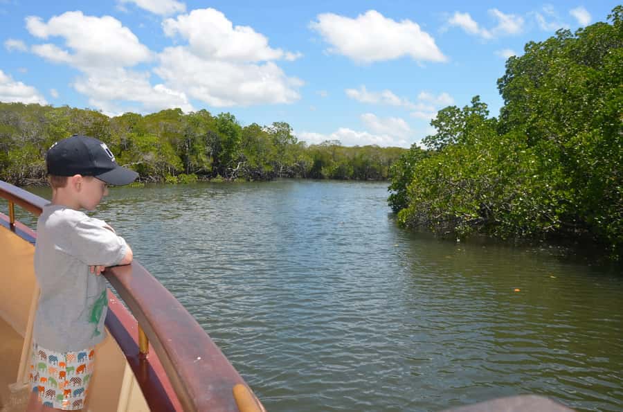 Port Douglas: River Cruise, Crocodile Spotting, Drink/ Snack - Family-Friendly Features Without Making It a Kids-Only Thing