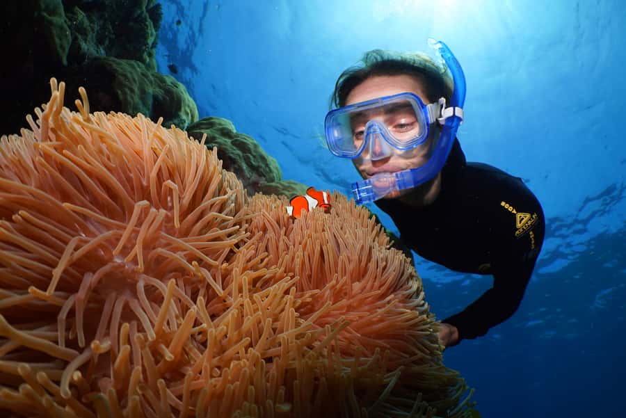 Port Douglas: Silversonic Great Barrier Reef Dive & Snorkel - Key Highlights You’ll Actually Care About