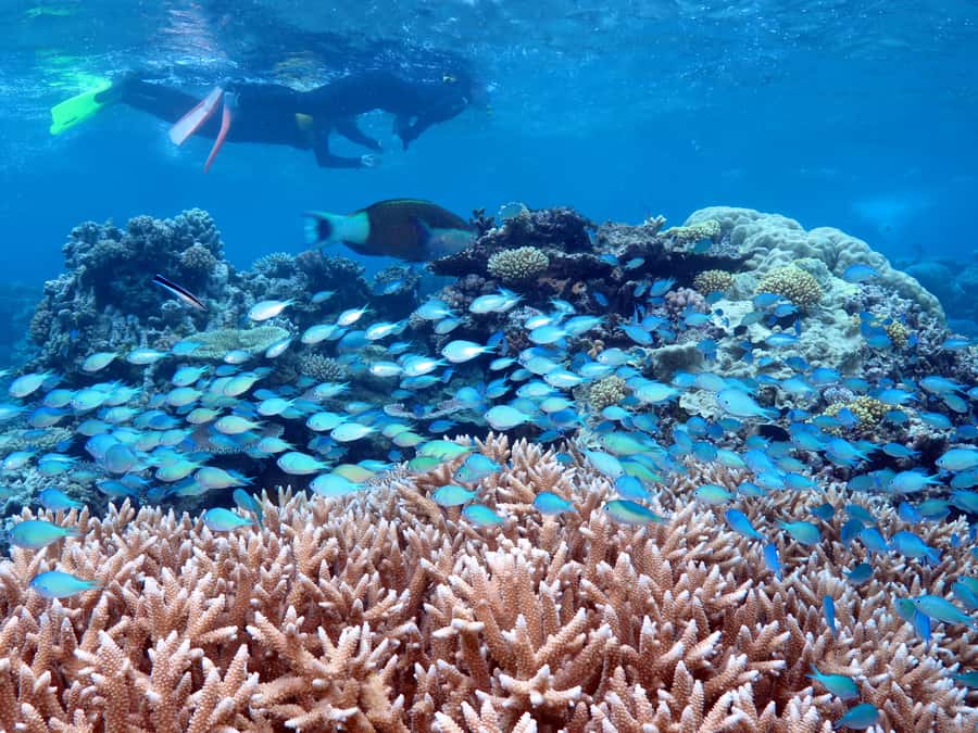 Port Douglas: Silversonic Great Barrier Reef Dive & Snorkel - Port Douglas to the Outer Reef: Why Agincourt’s Ribbon Reefs Are Worth the Time
