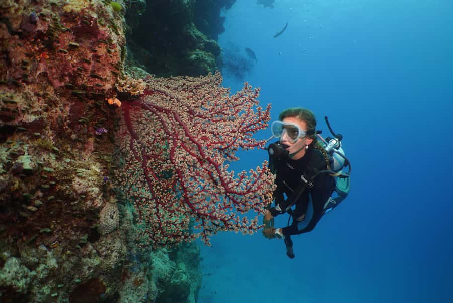 Port Douglas: Silversonic Great Barrier Reef Dive & Snorkel - Who This Tour Fits Best (and Who Should Think Twice)