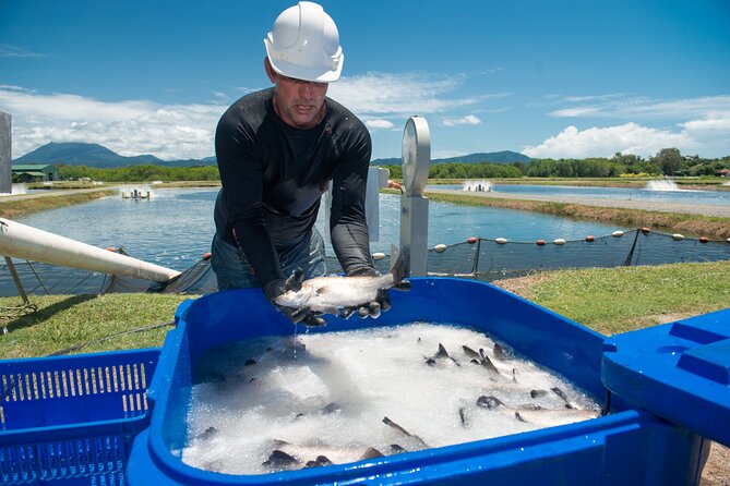 Port Douglas Tour Hook-A-Barra with Lunch - Catch-and-release in a 1-hour session: how the guides help you land the fish
