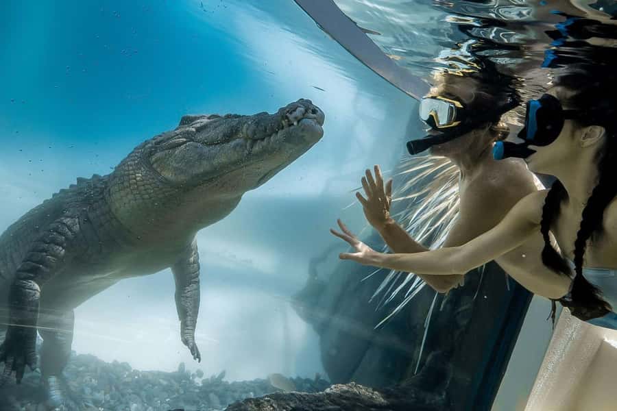 Port Douglas: Wildlife Habitat Swim with Crocodiles - CrocArena at Wildlife Habitat: the moment you came for