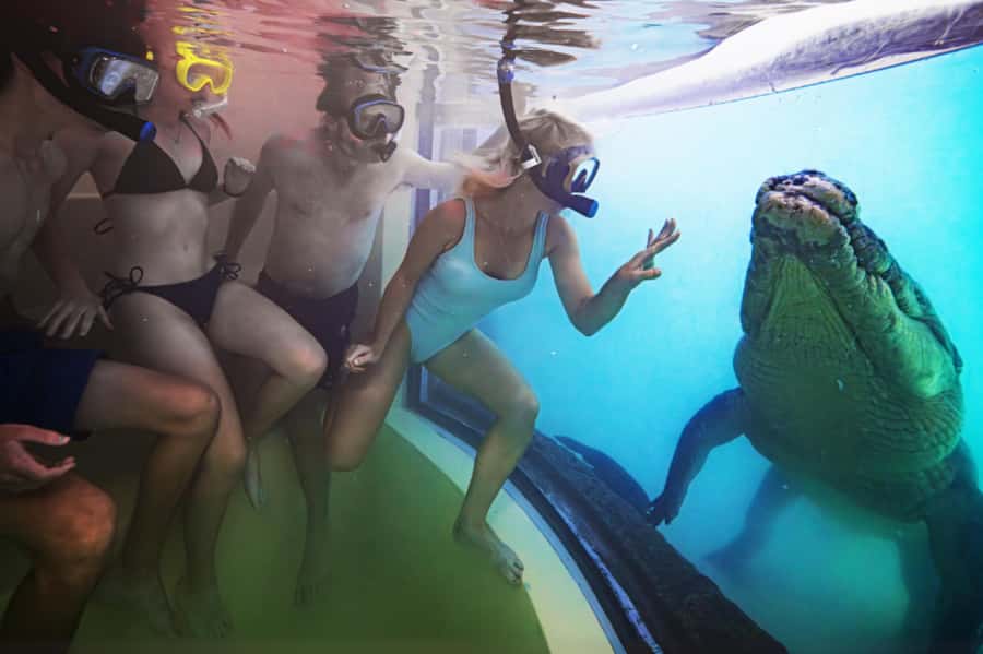 Port Douglas: Wildlife Habitat Swim with Crocodiles - The glass barrier moment: inches away with a 4.5-meter animal nearby