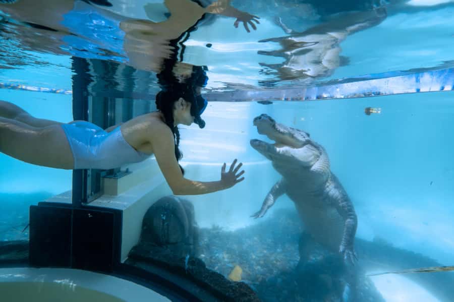 Port Douglas: Wildlife Habitat Swim with Crocodiles - Who should book this crocodile swim (and who should skip it)