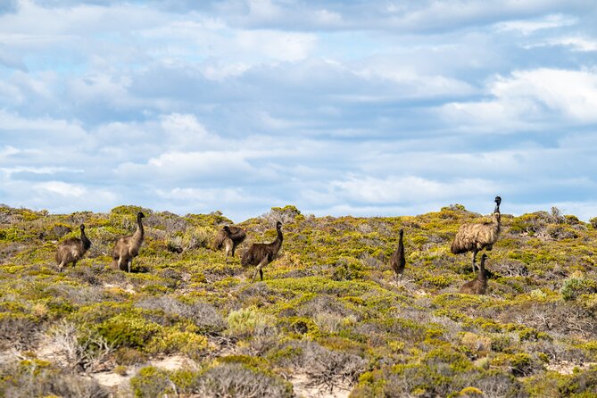 Port Lincoln Full-day Exploration Tour - Key things you’ll remember