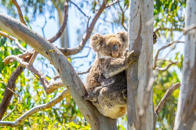 Port Lincoln Full-day Exploration Tour - Professional Photography Support: Better Shots Without the Herd Mentality