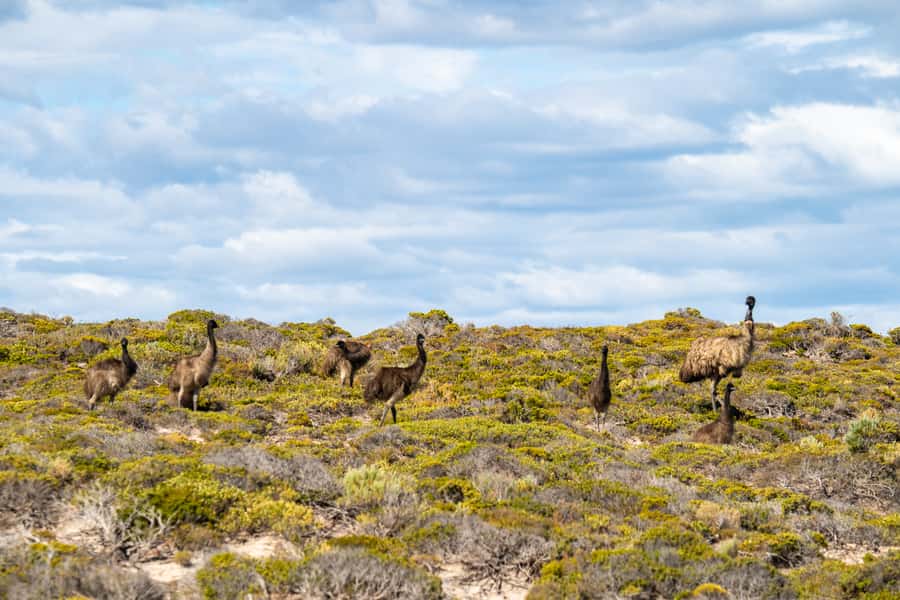 Port Lincoln: Lincoln National Park Sunset Sand Dunes Tour - Key highlights worth planning for