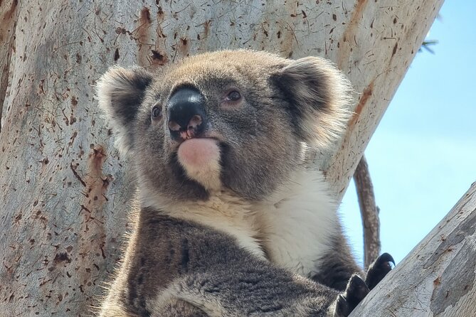 Port Lincoln Mikkira Station Wild Koala Safari Tour - Key highlights you’ll feel during the tour