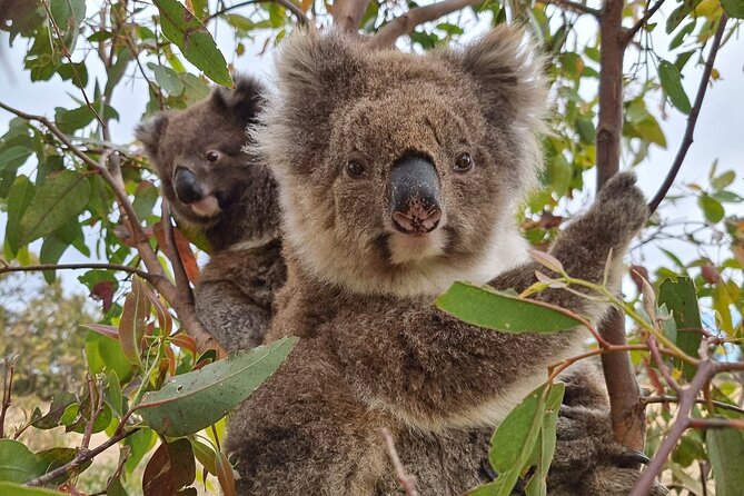 Port Lincoln Mikkira Station Wild Koala Safari Tour - Mikkira Station Koala Sanctuary: what your three hours are really like