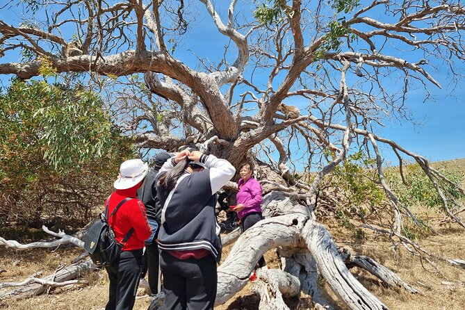 Port Lincoln Mikkira Station Wild Koala Safari Tour - The Eyre Peninsula feel: why the location matters for wild animals