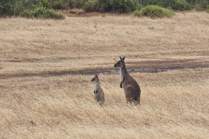 Port Lincoln Mikkira Station Wild Koala Safari Tour - How close can you get to wild koalas?